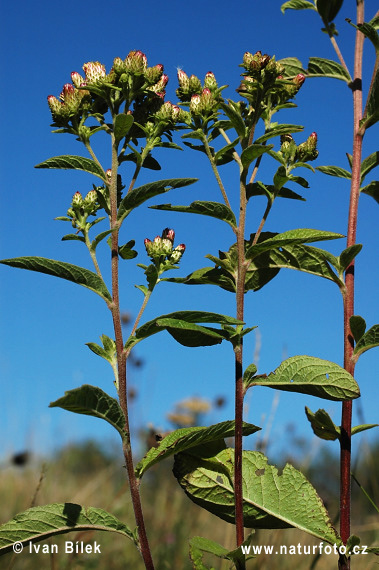 Enula baccherina