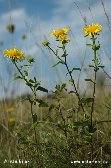 Enula laurentiana