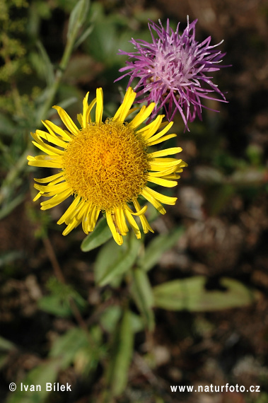 Enula laurentiana