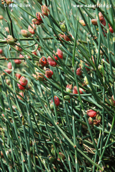 Ephedra