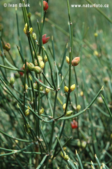 Ephedra