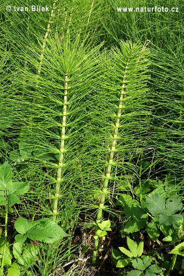 Equisetum telmateia