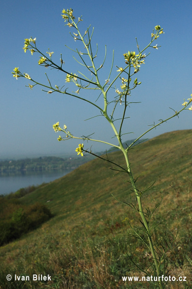 Erba cornacchia altissima