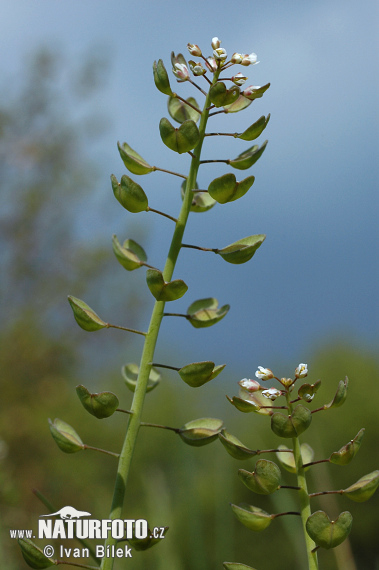 Erba storna perfogliata