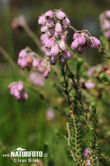 Erica a quattro angoli