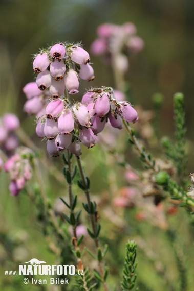 Erica a quattro angoli