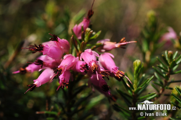 Erica carnicina - Scopina