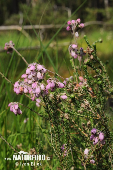 Erica tetralix