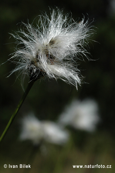 Eriophorum vaginatum