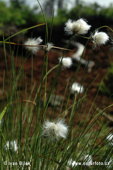 Eriophorum vaginatum