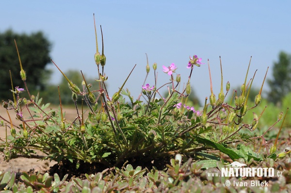 Erodium cicutarium