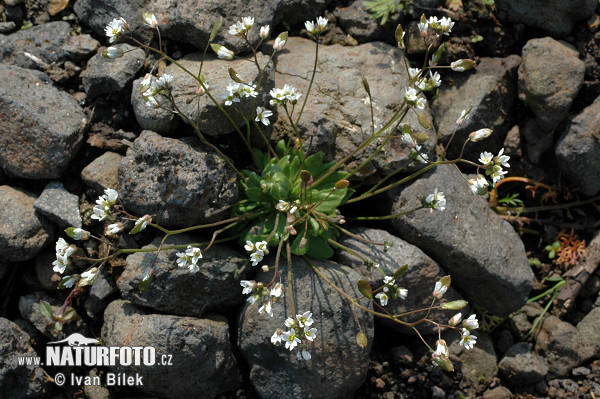 Erophila verna