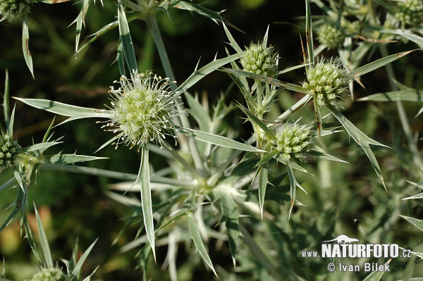 Eryngium campestre