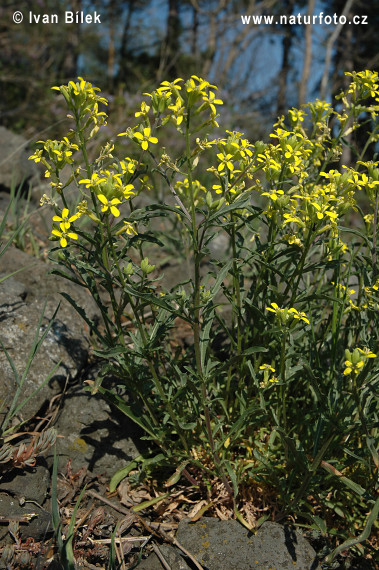 Erysimum crepidifolium