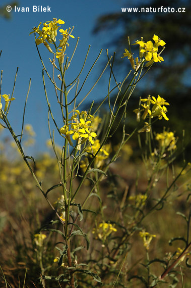 Erysimum crepidifolium