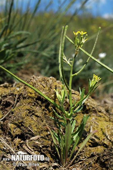 Erysimum repandum