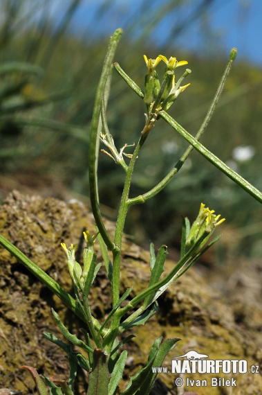 Erysimum repandum