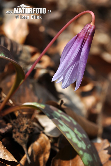 Erythronium dens-canis