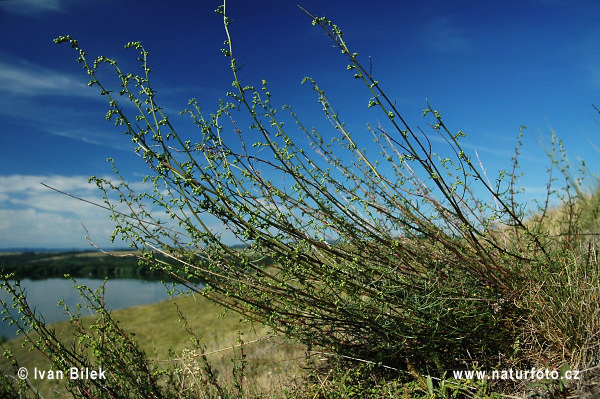 Escobilla parda