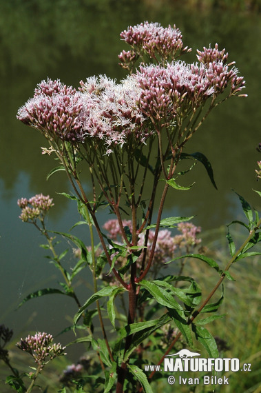 Eupatorium cannabinum