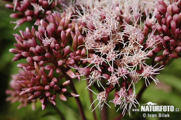 Eupatorium cannabinum