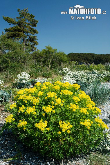 Euphorbia palustris