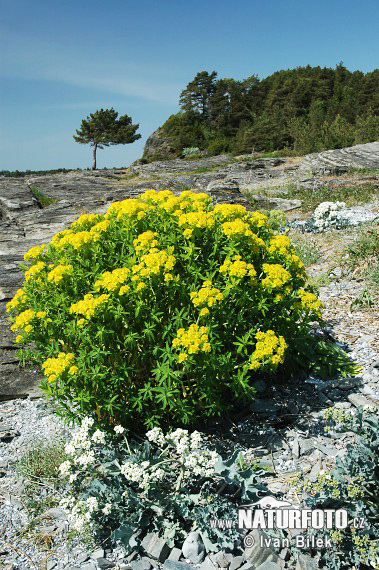 Euphorbia palustris