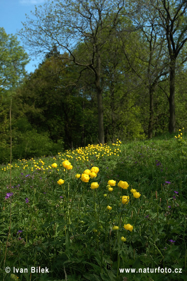 Europæisk Engblomme