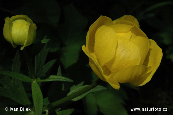 Europese trollius