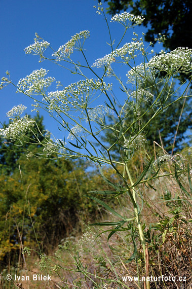 Falcaria vulgaris