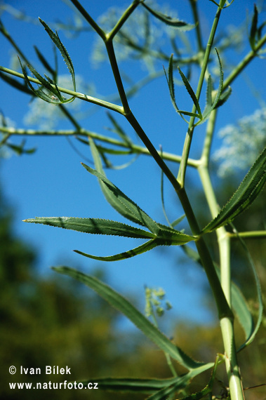 Falcaria vulgaris