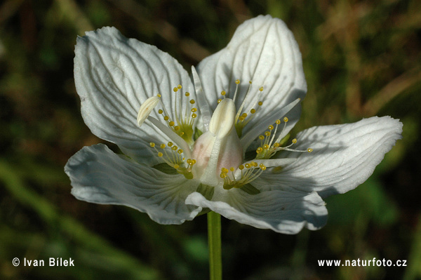 Fetgera blanca