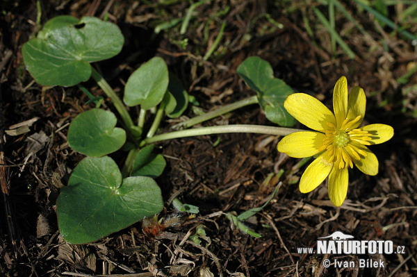 Ficaria calthifolia