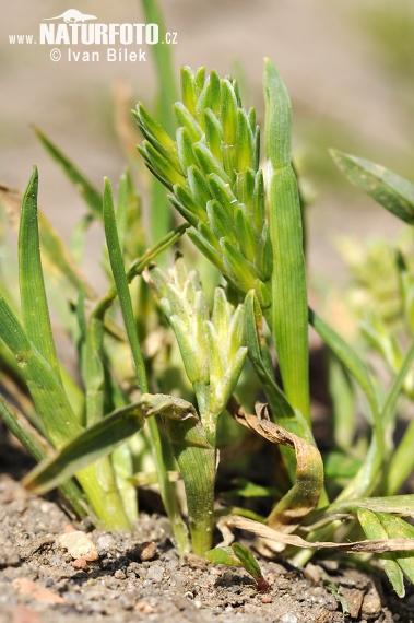 Fienarola indurita