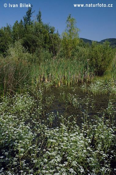 Finocchio-acquatico cicutario