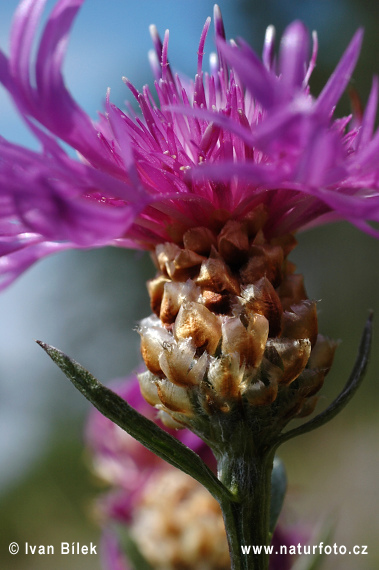 Fiordaliso stoppione