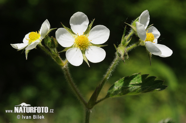 Fragaria moschata