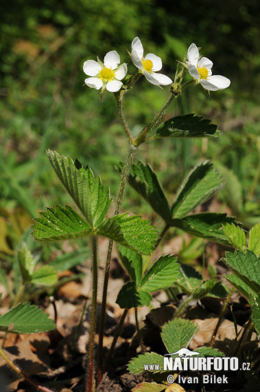 Fragola moscata