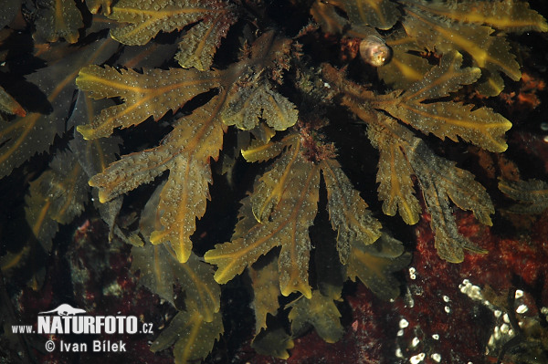 Fucus serratus