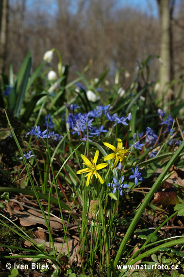 Gagea lutea