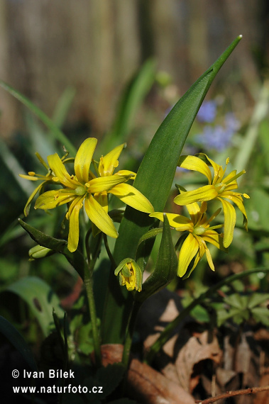 Gagea lutea