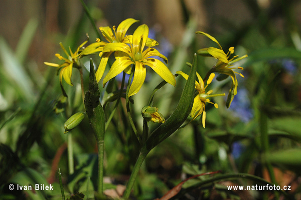 Gagea lutea