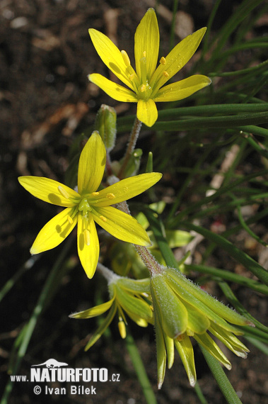 Gagea villosa