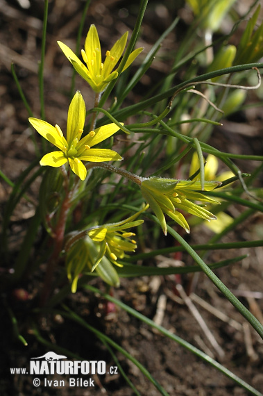 Gagea villosa