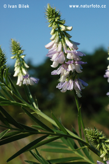 Galega officinalis