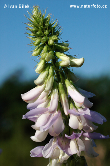 Galega officinalis