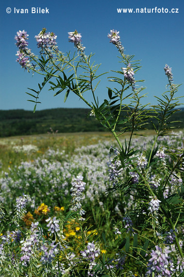 Galega officinalis