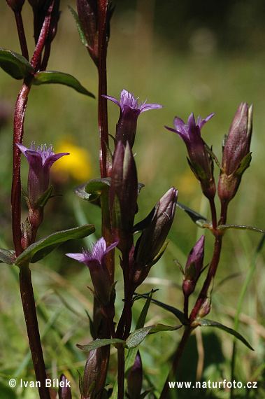 Gentianella amarella