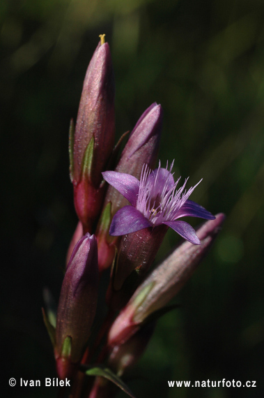 Genzianella autunnale