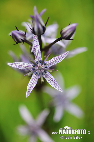 Genzianella stellata